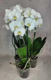 Орхидея орхідеї орхидеи орхидея Фаленопсис біла