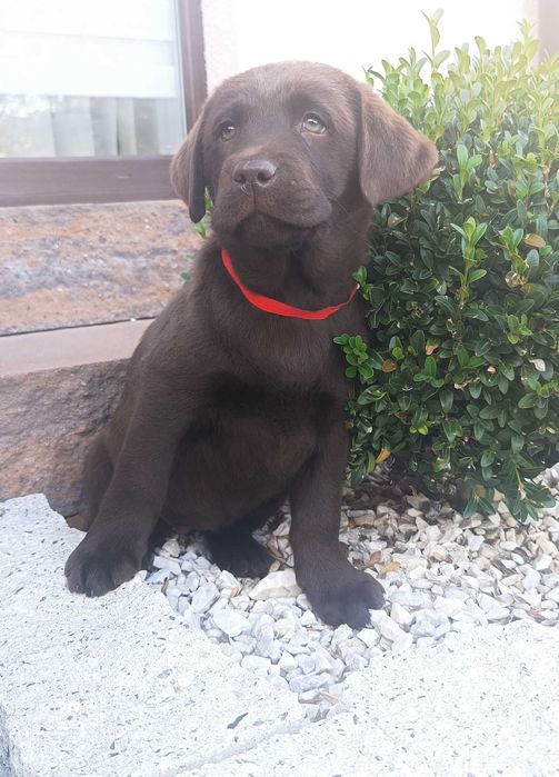 Labrador Retriever - szczeniak czekoladowy- do odbioru -rodowód ZKwP
