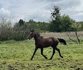 Holly 2,5 letnia klacz śląska od hodowcy.