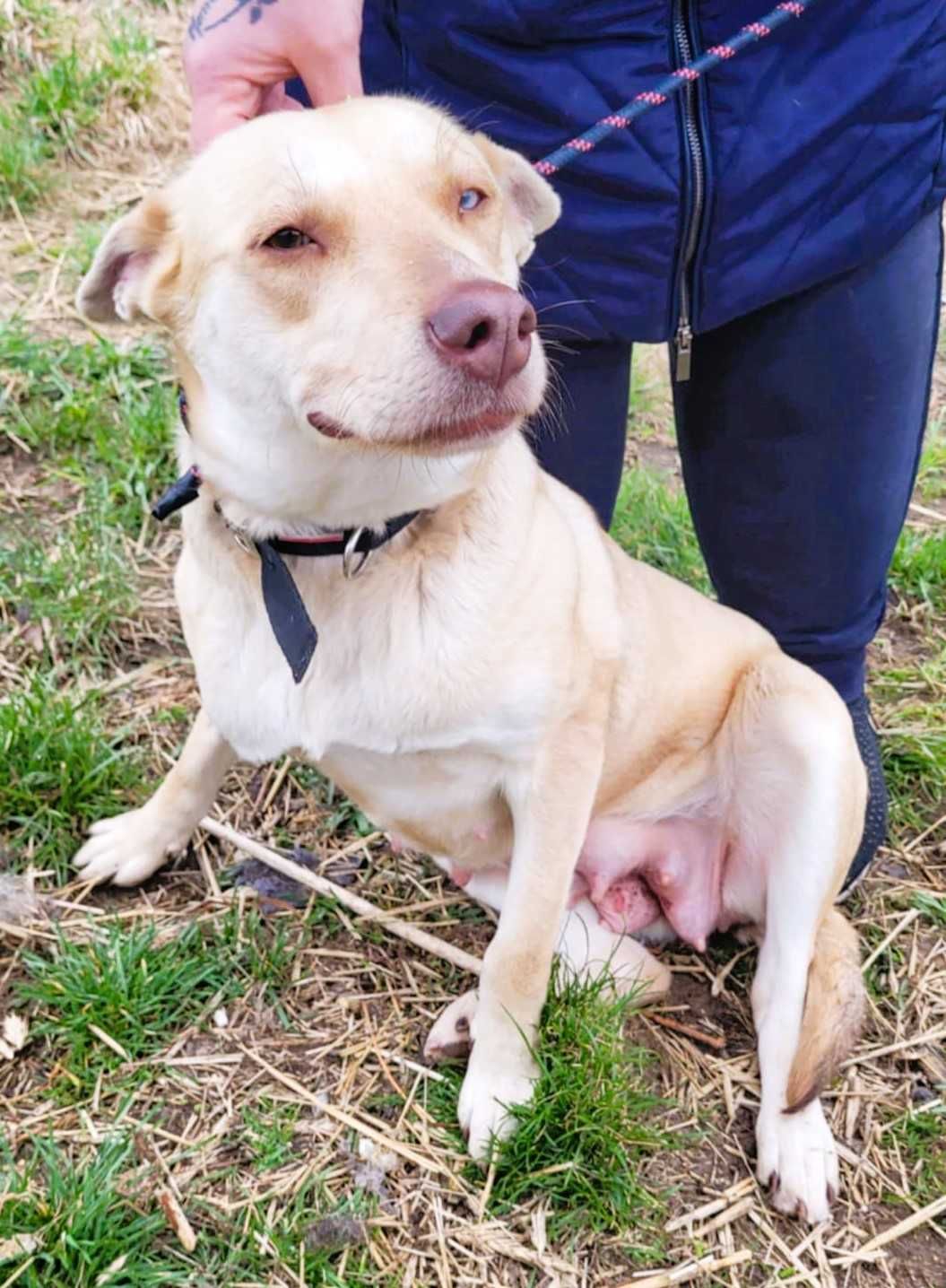 FIONA - piękna sunia z kolorowymi oczami szuka domu