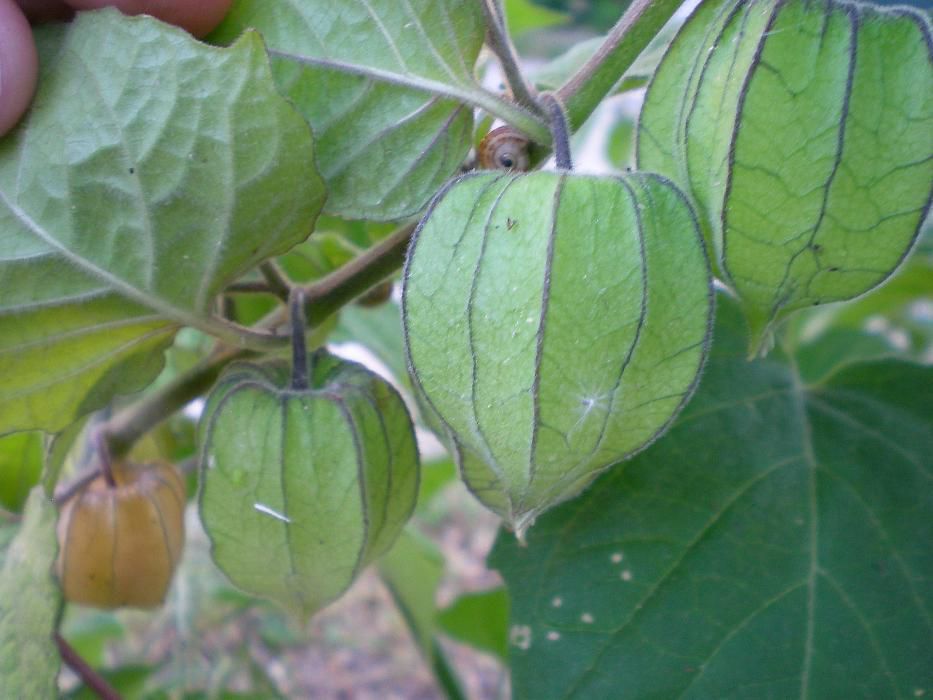 Sementes fruto physalis / tomate-capucho gourmet exótico