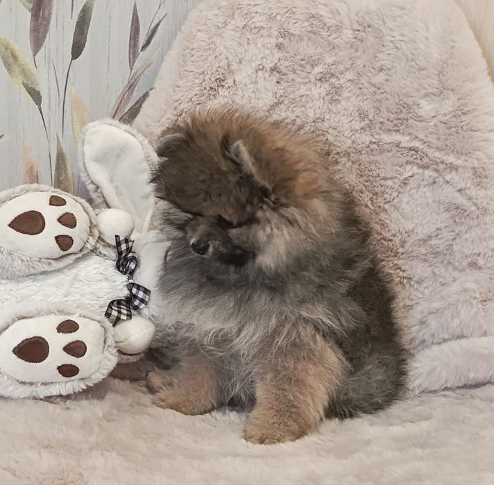 Цікавий хлопчик шпіцулі