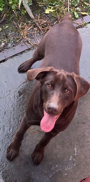 Курцхарр в добрі руки безкоштовно