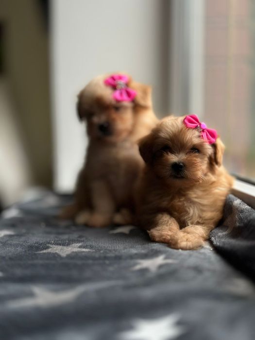 Кому щастя мальтіпу? Мальтипу більше ніж друг