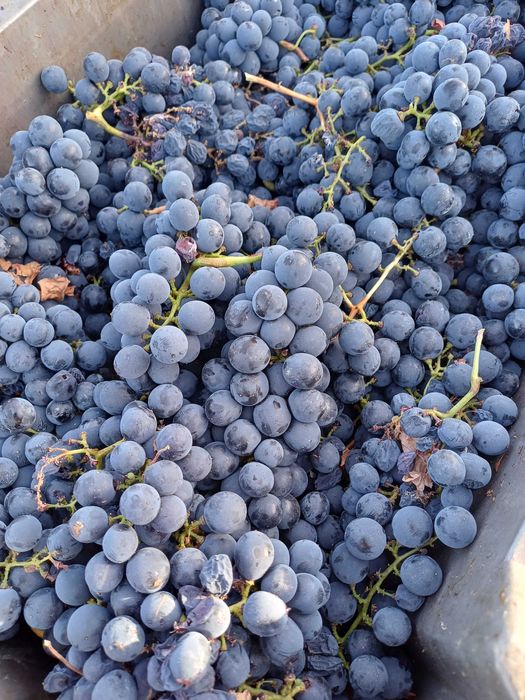 Uvas brancas e tintas