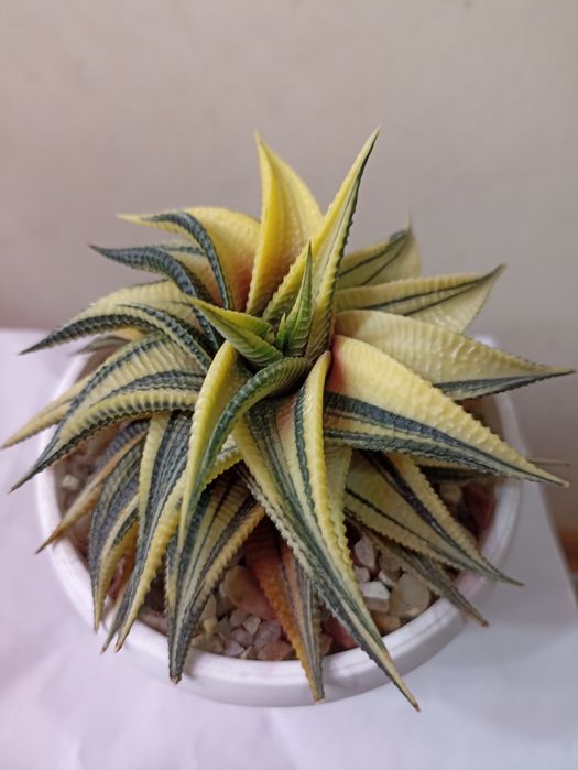 Haworthia Limifolia Variegata