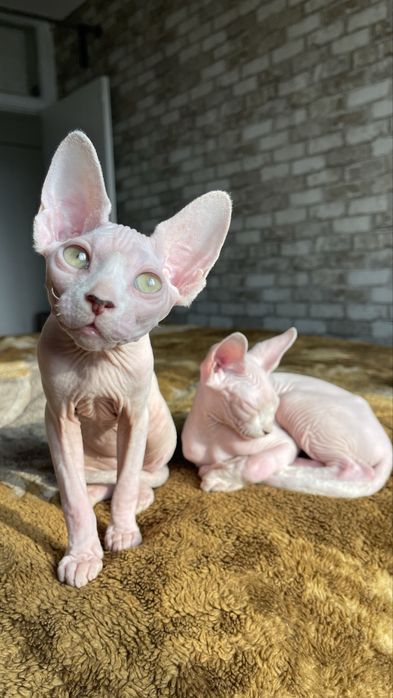 Сфінкс, хлопчик 4 міс., красень