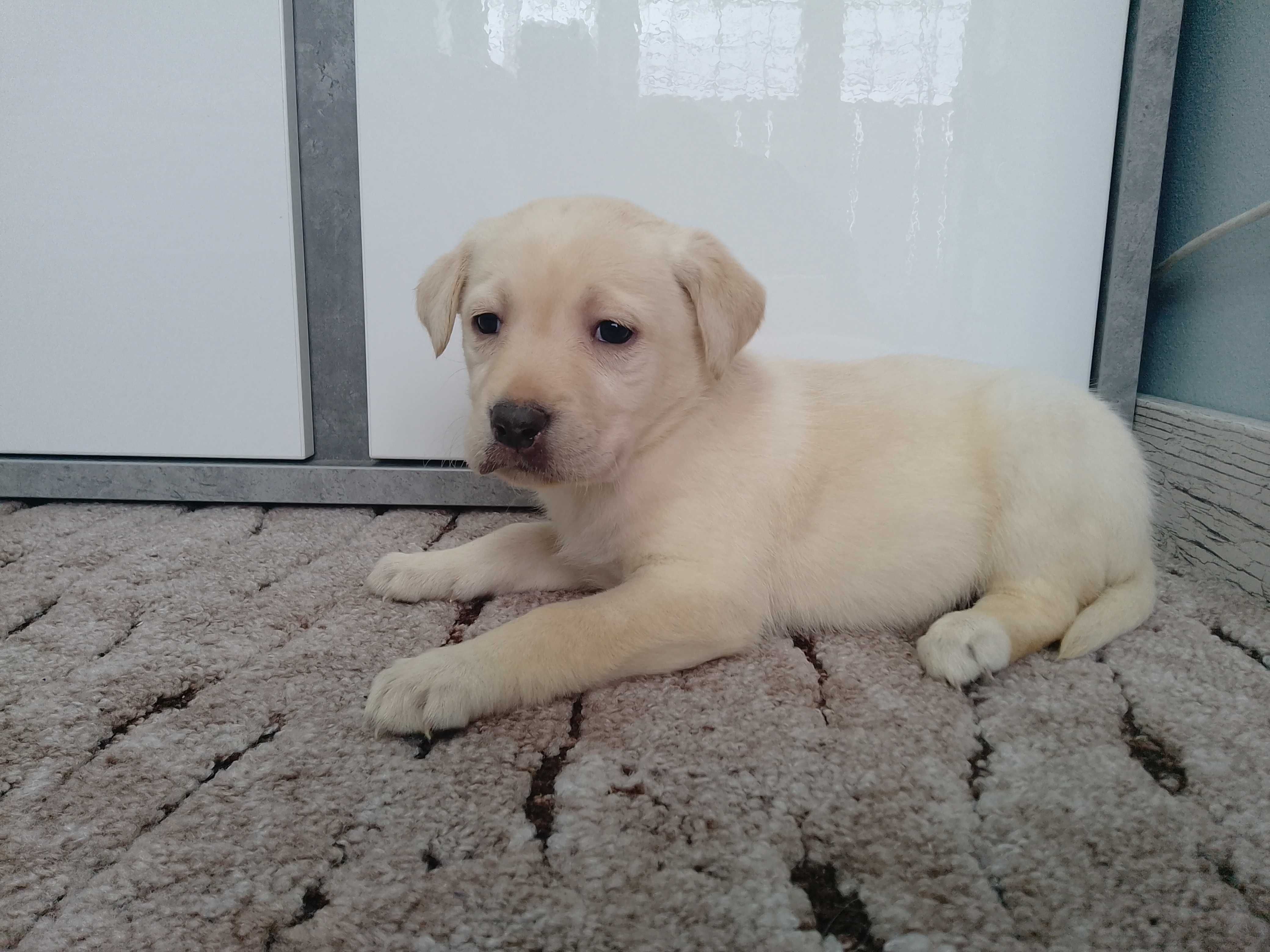 Labrador Retriever suczka