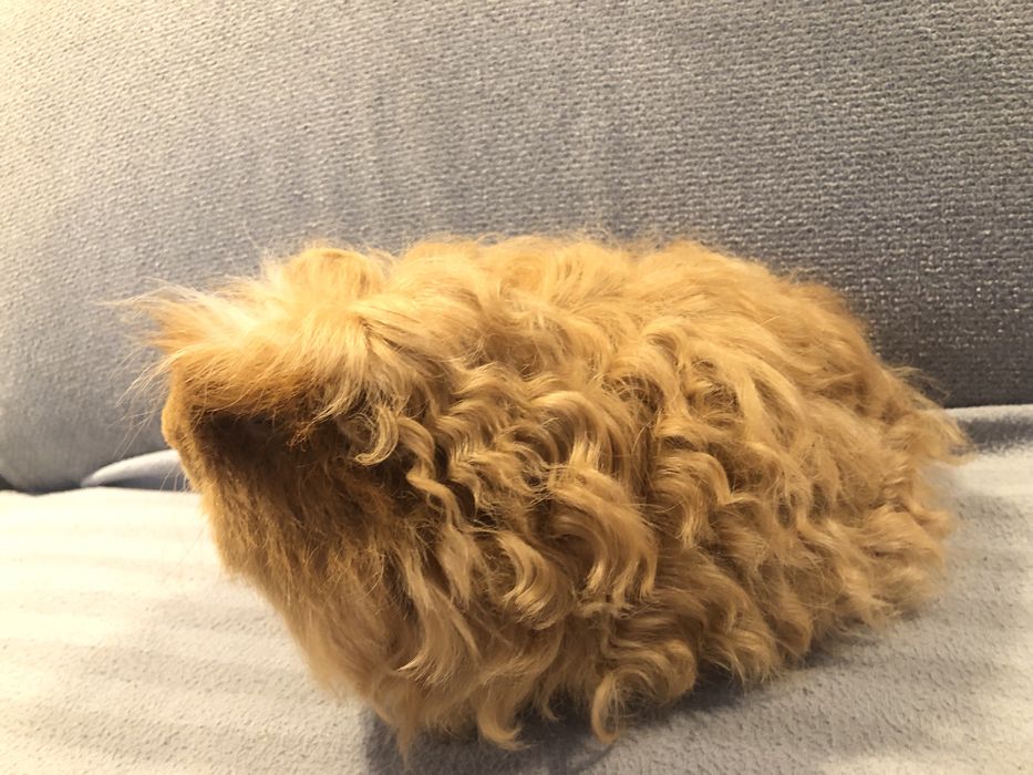 piekna świnka morska merino samiec czekoladowy