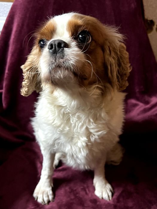 Кавалер Кінг Чарльз Спанієль - дівчинка