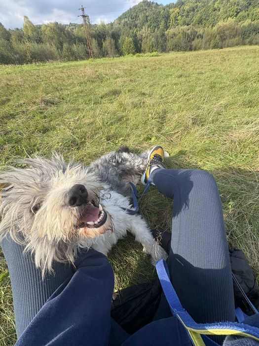 Ozi – młody, mądry pies w typie PON-a szuka odpowiedzialnego domu