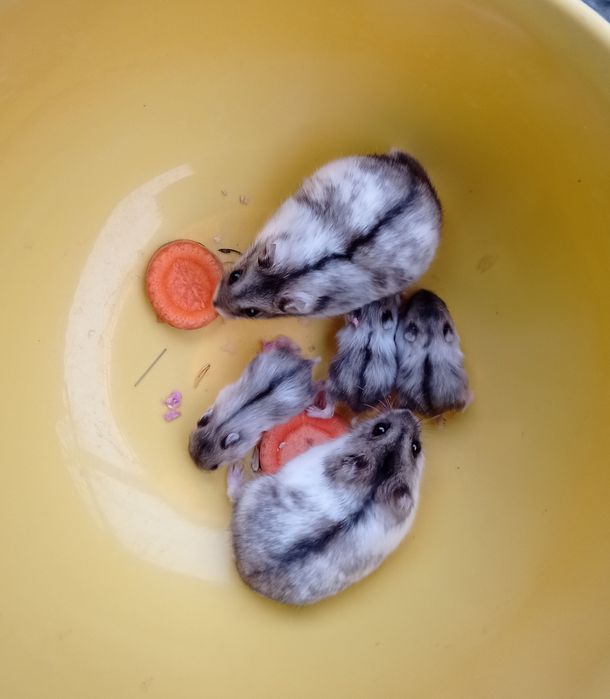 Крихітні гризунчики-попригунчики