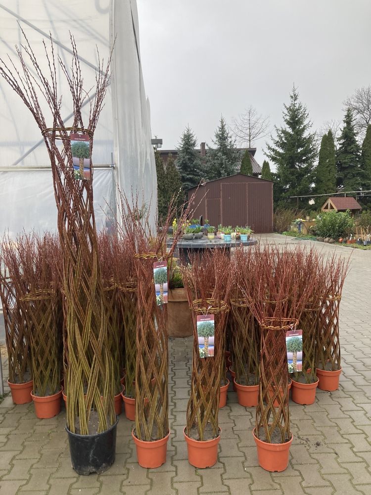 Wierzba pleciona Salix americana 180 cm 10 l donica