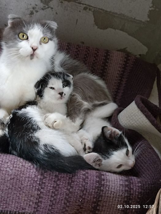 Котики в добрі руки