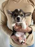 Welsh Corgi Pembroke suczka szczeniak sunia