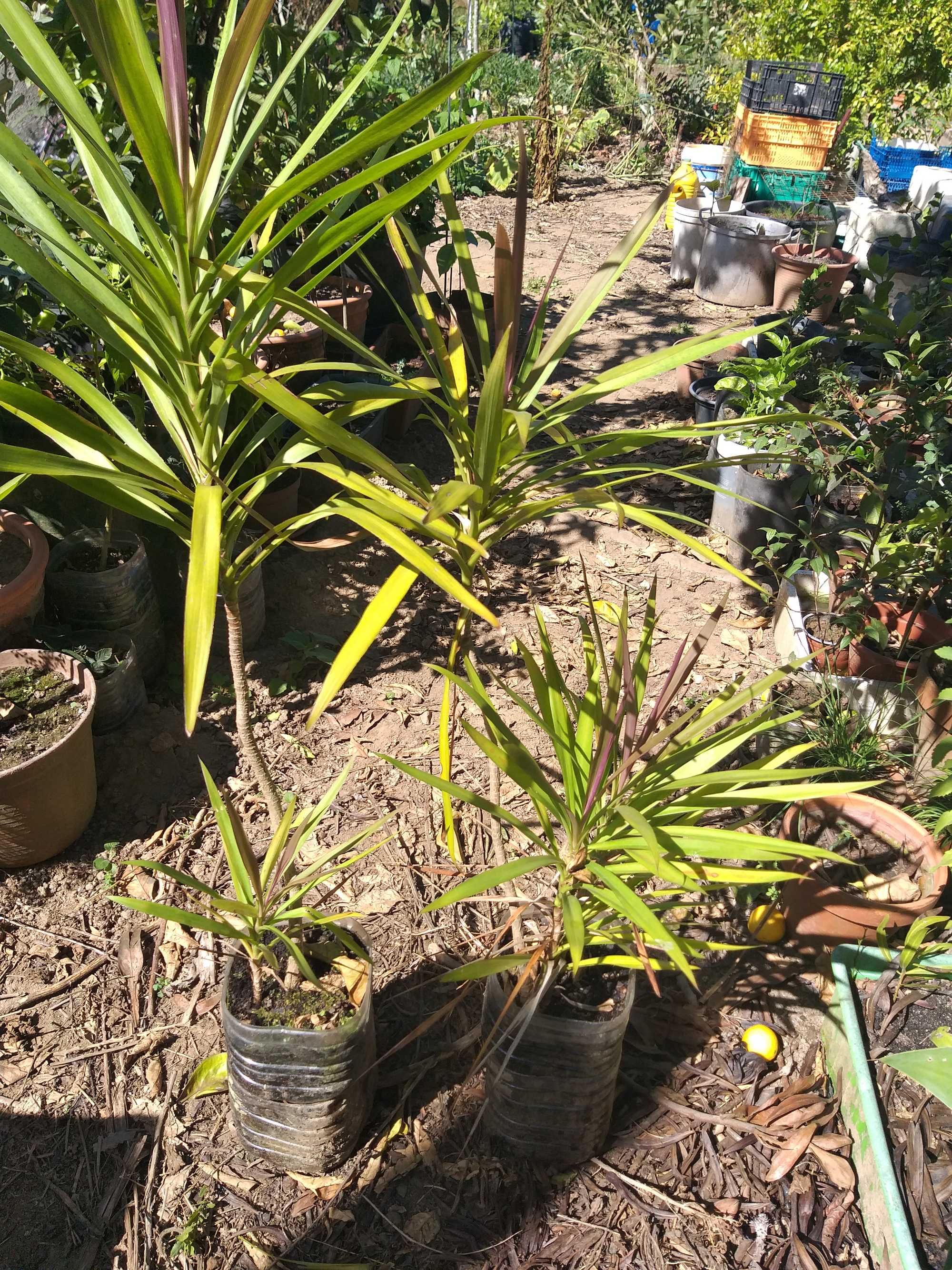 Dragoeiro de Madagáscar (Dracaena marginata)