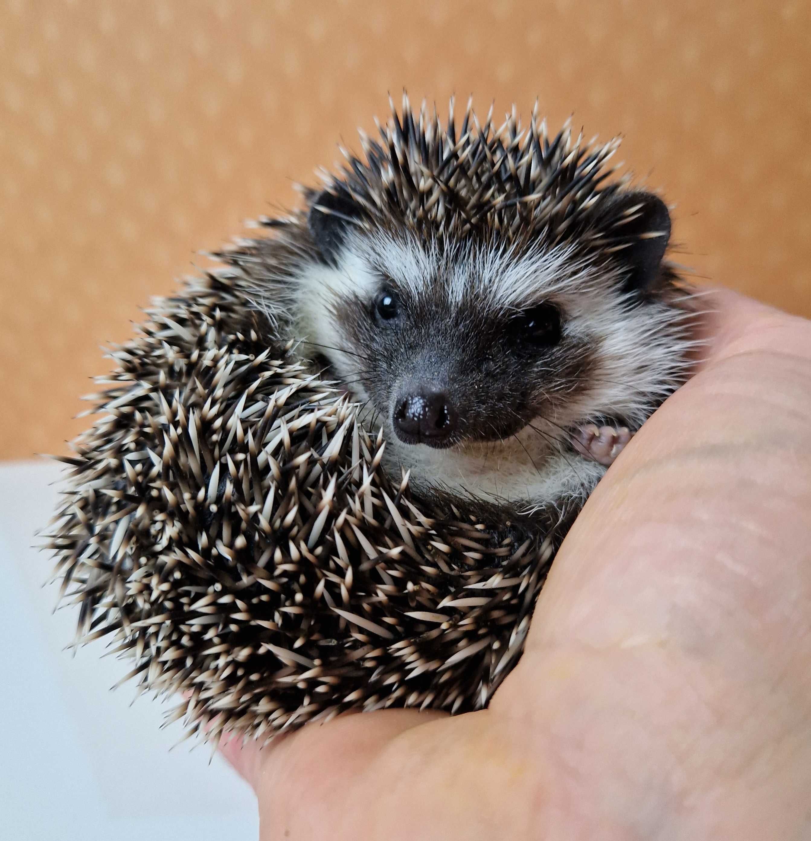 Jeż pigmejski, jeże Pigmejskie, Afrykański, Młode, Terrarium dla jeża