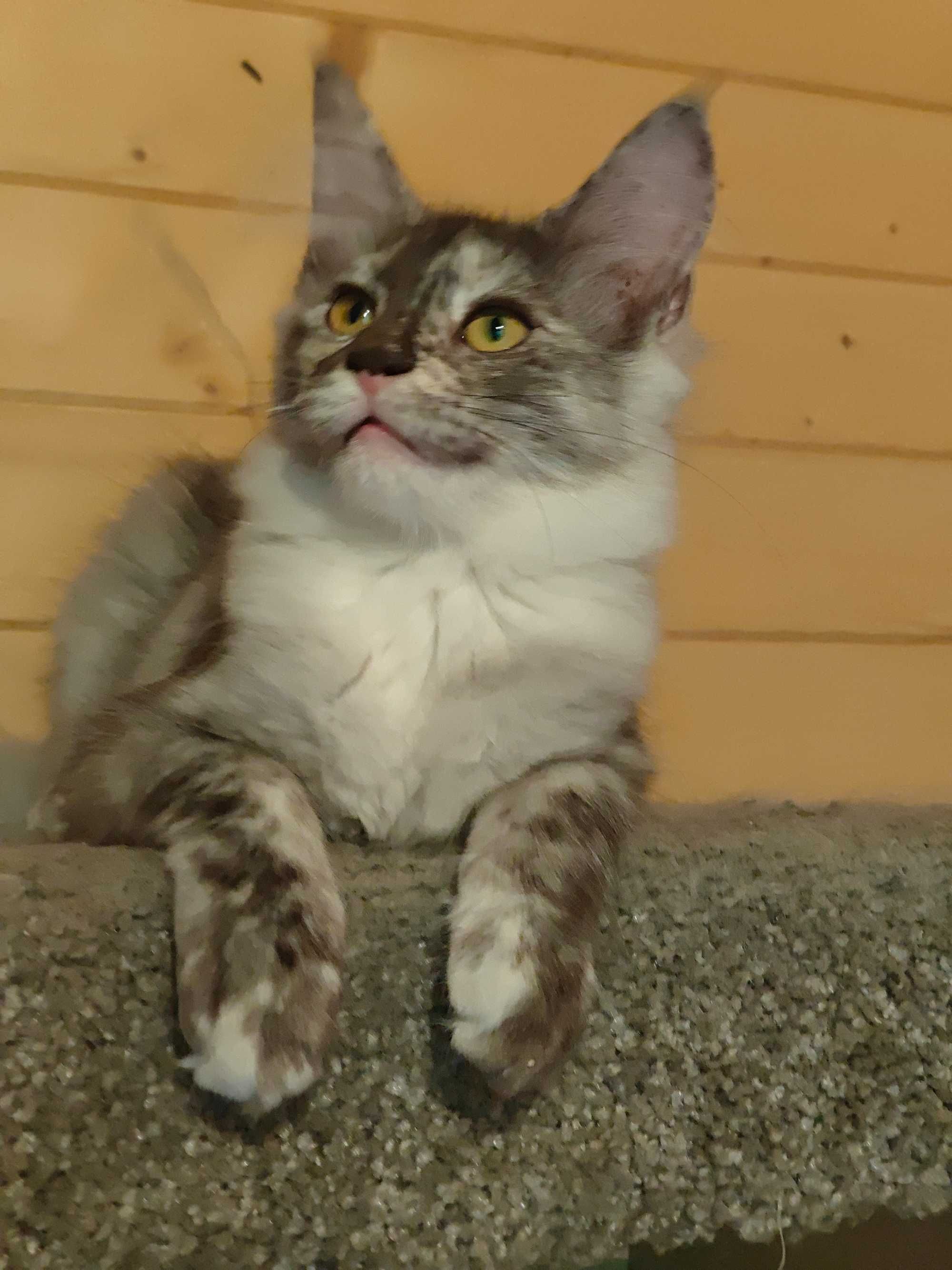 Kocięta Maine coon niebieskie srebrne czarne dymne fpl ccf