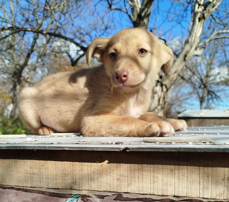 Цуценятко шукає родину!