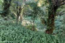 Terreno Rustico com 1490m2, em Gondomar, Porto