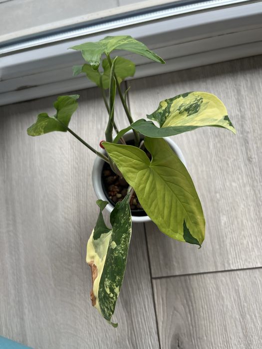 Syngonium Yellow Aurea Variegata cała roślina ukorzeniona rosnąca