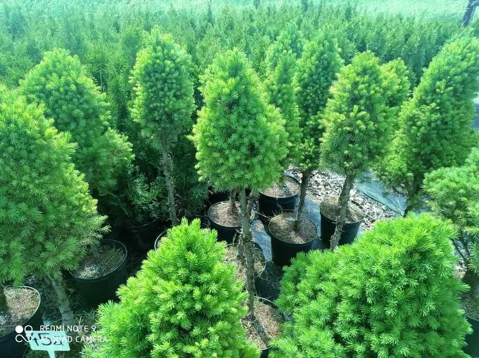 Tuja szmaragd, tuje 70-80cm 10zł PROMOCJA