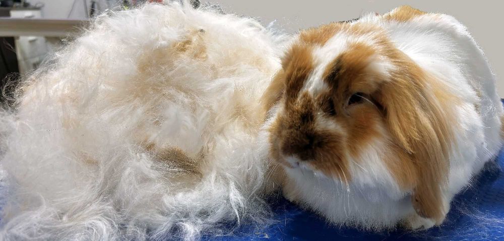 Psi Koci Króliczy fryzjer (groomer) w Białymstoku od 2006 roku