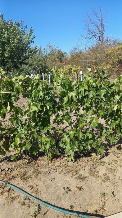 Продам Дачу в черте города Хортицкий мрн