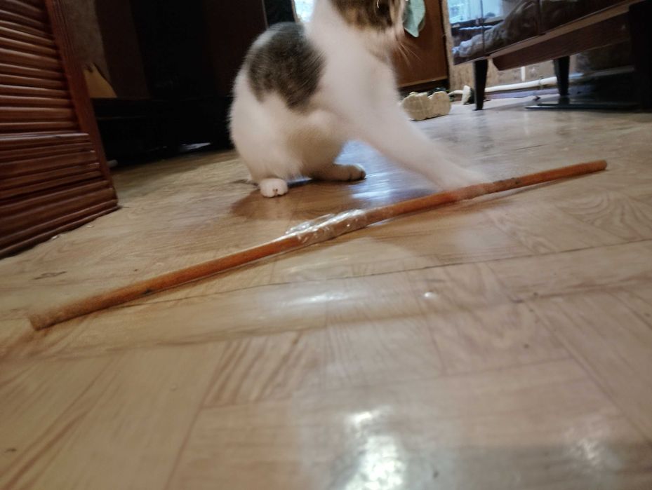 Отдам бесплатно котенка