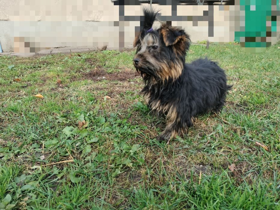 Yorkshire terrier york piesek