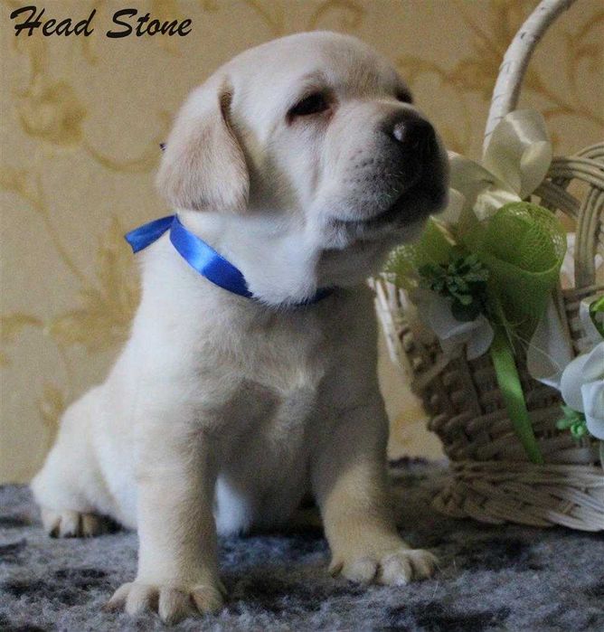 Щенки Лабрадор ретривер