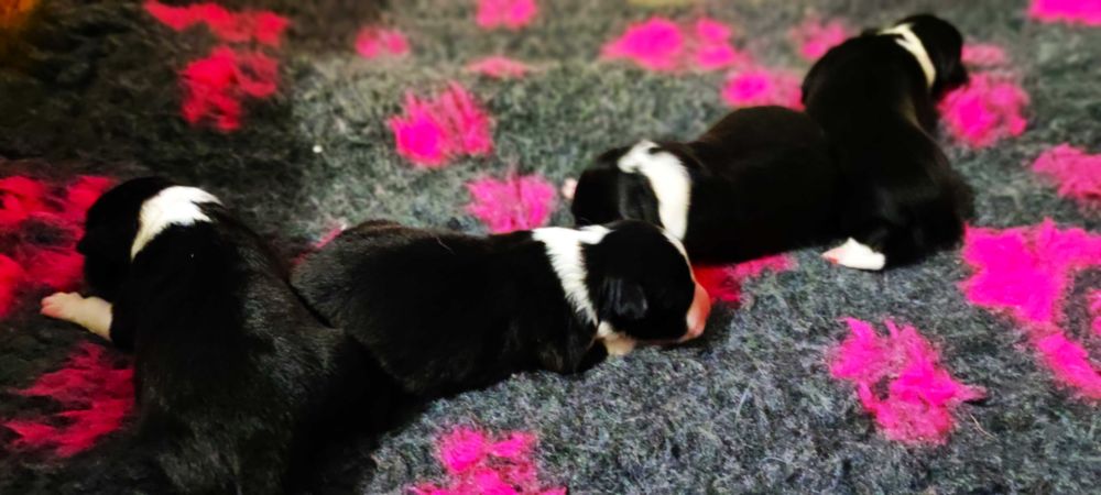 Border Collie ZKwP/FCI