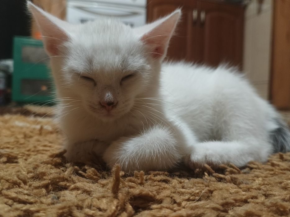 Kociak Romuś do ADOPCJI