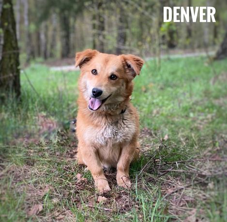 Corgi mix, 1,5 roczny, 10 kg Denver adopcja