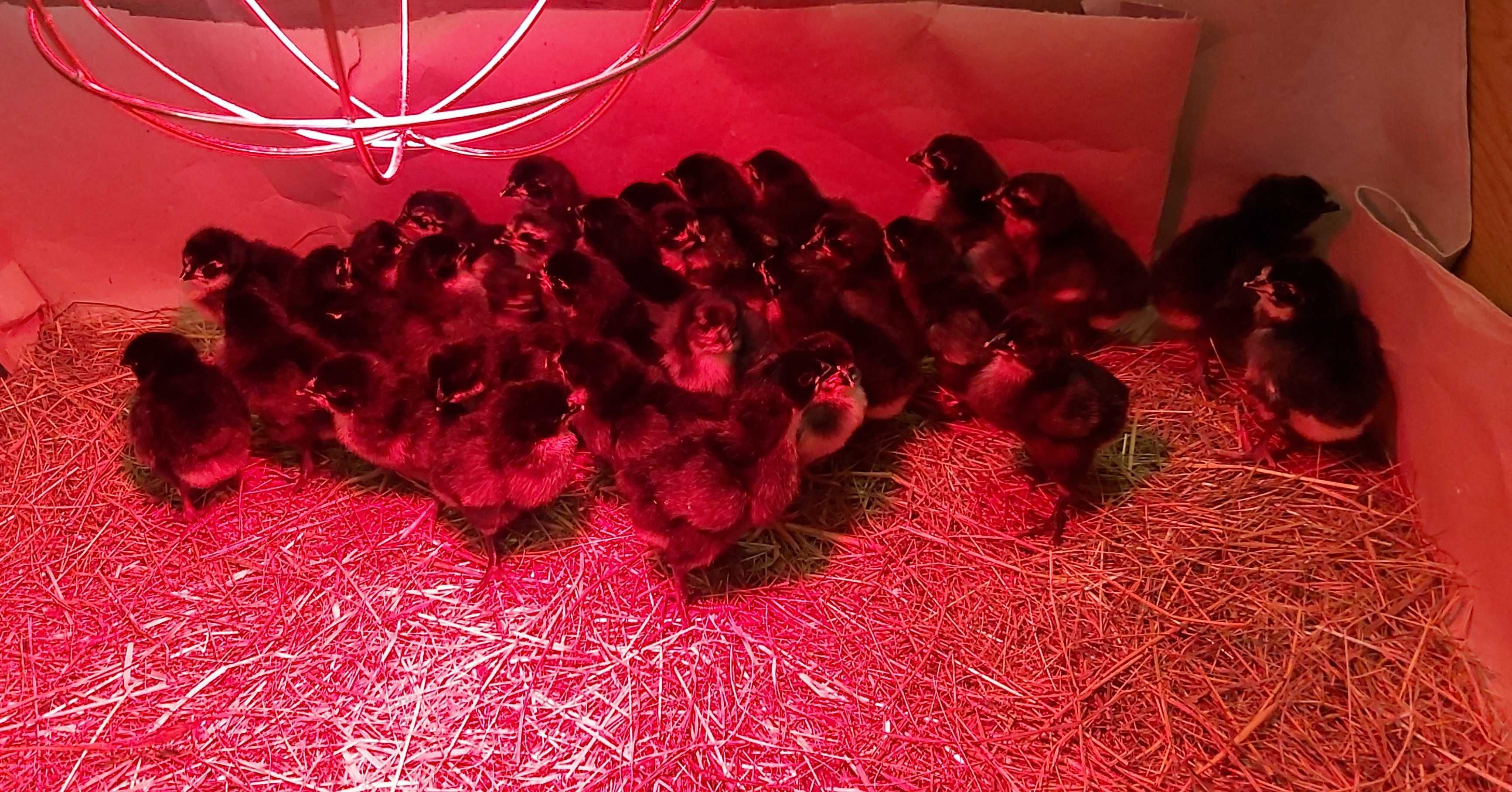 Australorp pisklęta