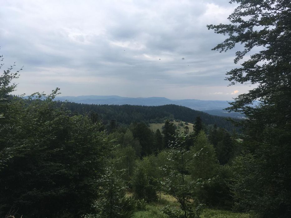 EKO Miód bez Hemii Warszawa