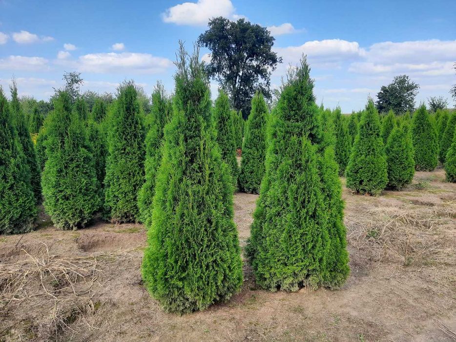Thuja Smaragd 160,180,200,220 cm! Tuja Szmaragd! Sadzimy tuje! Dowóz!