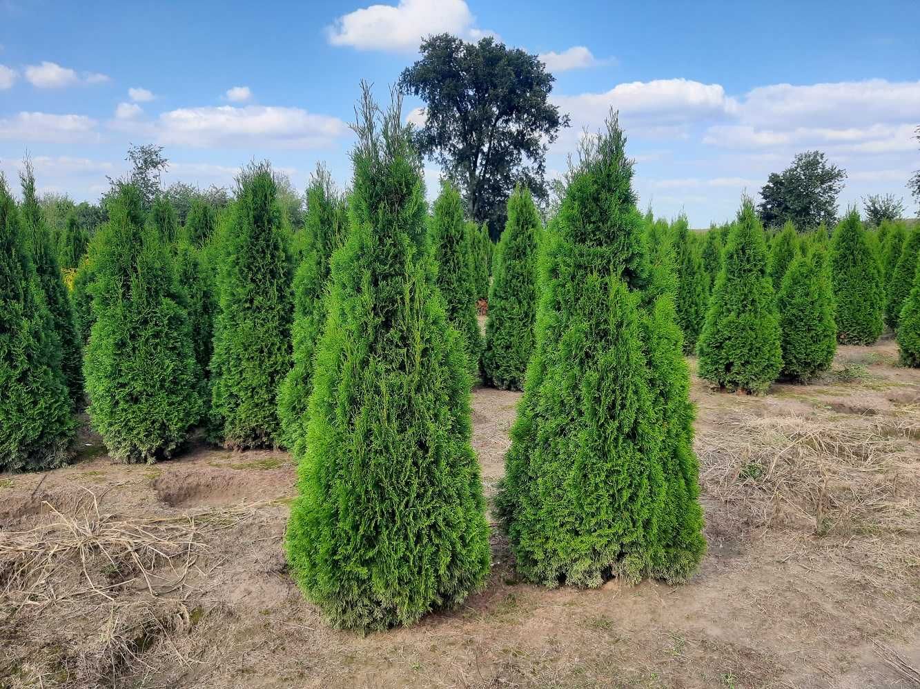 Thuja Smaragd 200,220,240,250 cm! Tuja Szmaragd! Dostawa, sadzimy!