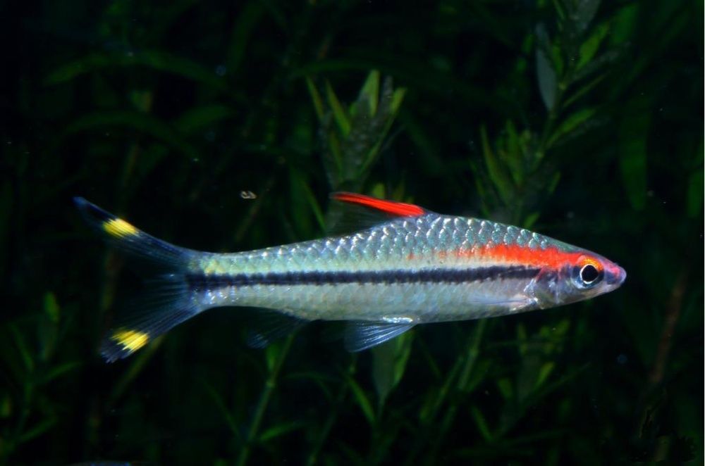 Brzanka denissona Barbus denissoni ładna