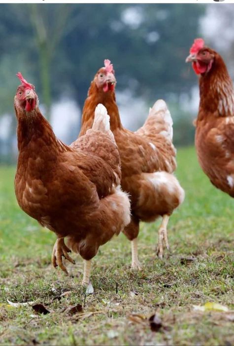 Galinhas poedeiras