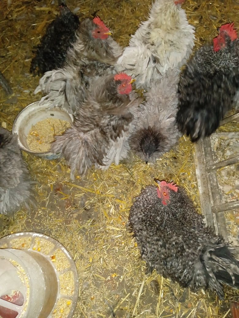 Продам кури породи Фрізлі.