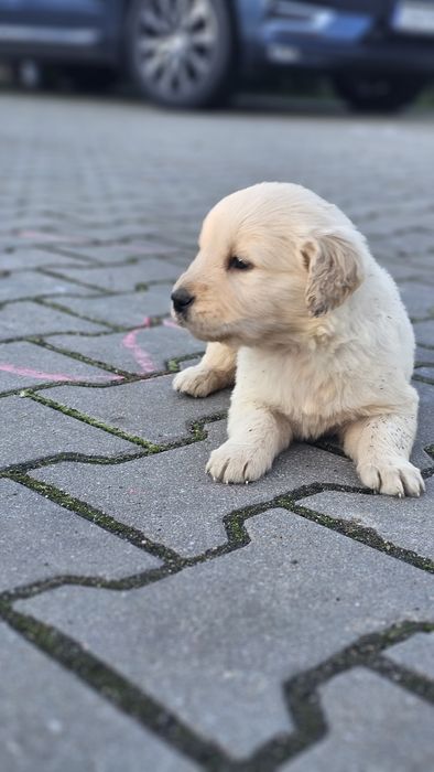 Golden Retriever szczeniak szczeniaki suczka