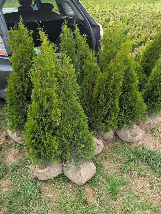 Туя смарагд. Накладний платіж. Вічнозелені рослини