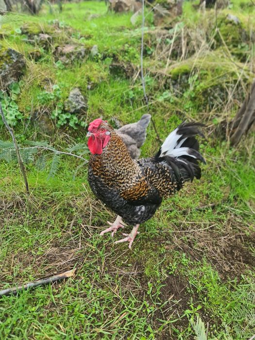 Galo Pedrez com 2 anos – Excelente Reprodutor e Muito Cuidadoso