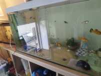Peixes e aquário de 240 litros e um de 40