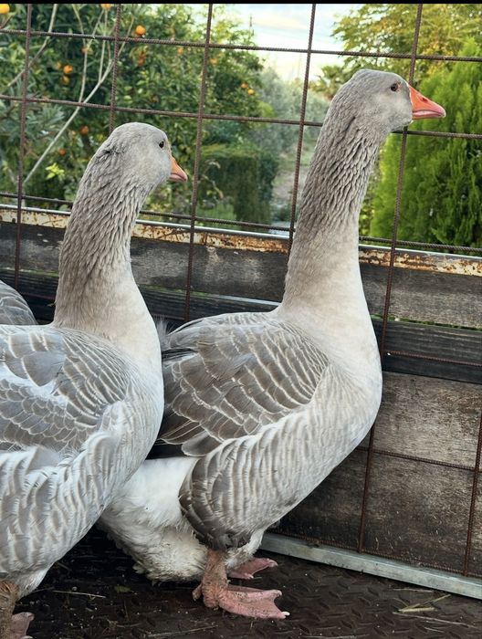 Patos gansos  criados ao ar livre muito lindos.