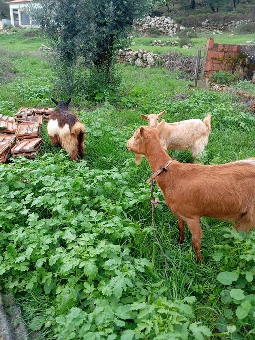 2 cabras e 1 chibo