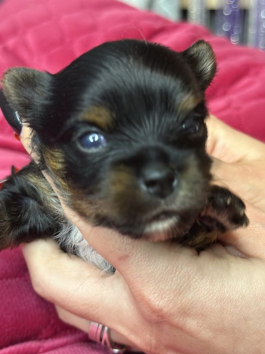 Yorkshire  Black Tan xxs