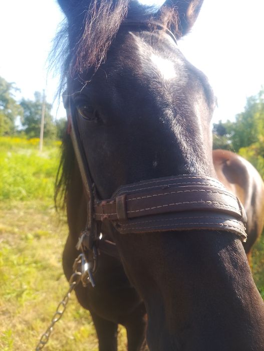 Кобила То979358573