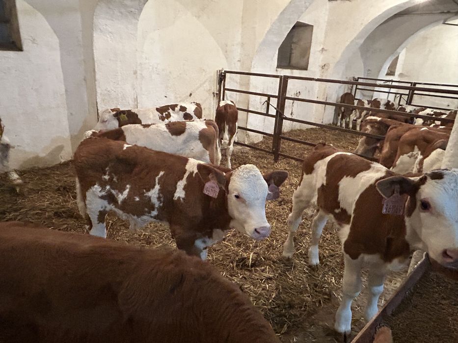 Mięsne Cielęta Byczki